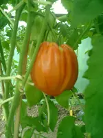 CIMG0007.webp