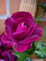 P1060616.webp