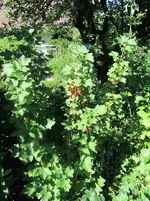 IMG_0736k.webp