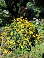 IMG_0814k.webp