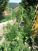 IMG_0829k.webp