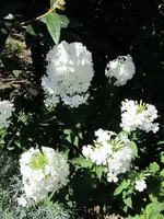 IMG_0848k.webp