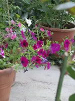 IMG_0882k.webp
