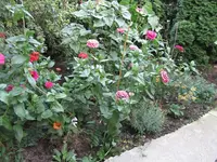 IMG_0890k.webp