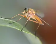 DSC_7956 Raubfliege.webp