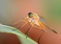 DSC_7958 Raubfliege.webp