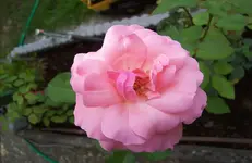 Blüte 1.webp