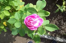 Blüte 2.webp
