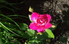 Blüte 3.webp
