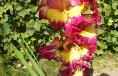 Blüte 4.webp