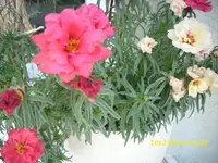 Welche Pflanze ist das.webp