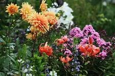 Dahlie_Phlox_Tigerlilie_blaue Lobelie_800.webp