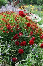 rote Kokarde_dklroteDahlie_blaue Dreimaster_500.webp
