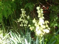 Palmlilie.webp