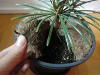 DSC04005.webp