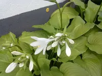 07082012772.webp