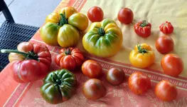 238.webp