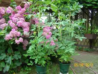 Topftomis 100_1150 (Large).webp