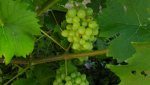 obst_wein_05_20120801.jpg