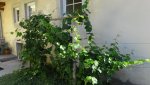 obst_wein_06_20120801.jpg