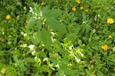 2012_0807Sommer0026.webp