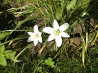 Blume.webp