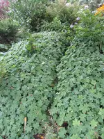 IMG_0899k.webp