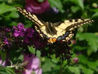 DSC09483.webp