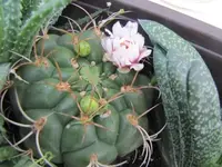 004.webp