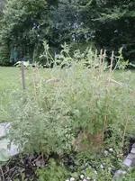 Legere Tomate 07.08..webp