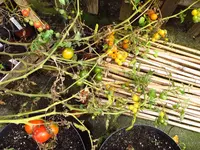überschuss_tomatle.webp