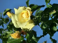 CIMG1063.webp