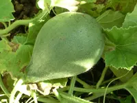CIMG1071.webp