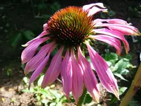 _Sohut Giant.webp