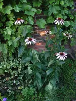 _Sohut I 30.07..webp