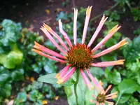 _Echi orange Spider.webp