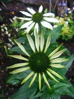 _Echi Alba.webp