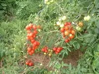 7.08.2012 001.webp
