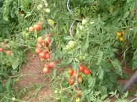 7.08.2012 002.webp
