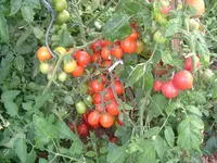 7.08.2012 006.webp