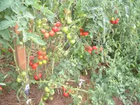 7.08.2012 008.webp