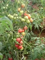 7.08.2012 009.webp