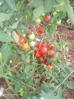 7.08.2012 011.webp