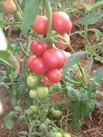7.08.2012 012.webp