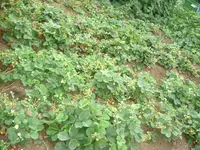 7.08.2012 016.webp