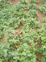 7.08.2012 018.webp