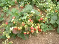 7.08.2012 021.webp