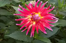 Blüte 1.webp