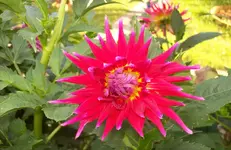 Blüte 2.webp