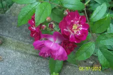 Perennial Blue.webp